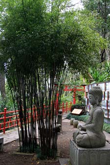 Grand bambou a tiges noires - Bambou Phyllostachys nigra