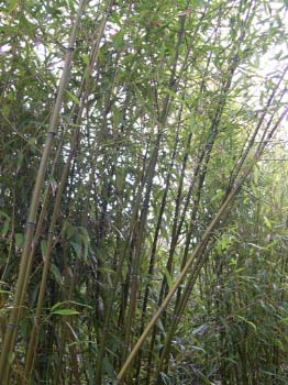 Phyllostachys stimulosa