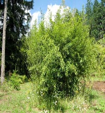 Phyllostachys stimulosa