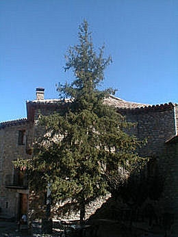 Epic�a commun, Picea abies, Picea excelsa