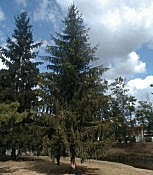 Epic�a commun, Picea abies, Picea excelsa