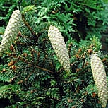 Epic�a commun, Picea abies, Picea excelsa: C�nes
