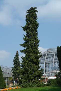 Epicea de Serbie - Picea omorika