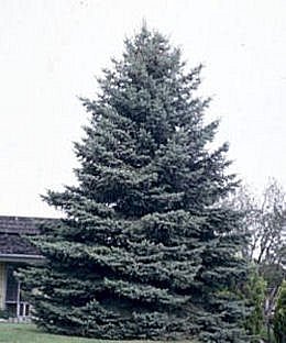 Épicéa du Colorado, Picea pungens, picea parryana
