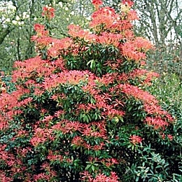 Japanese Pieris 'Forest Flame' or Japanese andromeda 'Forest Flame' or Lily-of-the-valley bush 'Forest Flame' - Pieris japonica 'Forest Flame' or andromeda japonica 'Forest Flame'