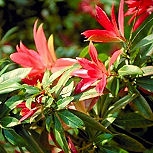 Japanese Pieris 'Forest Flame' or Japanese andromeda 'Forest Flame' or Lily-of-the-valley bush 'Forest Flame' - Pieris japonica 'Forest Flame' or andromeda japonica 'Forest Flame'