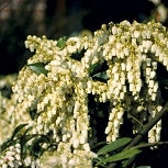 Japanese Pieris 'Forest Flame' or Japanese andromeda 'Forest Flame' or Lily-of-the-valley bush 'Forest Flame' - Pieris japonica 'Forest Flame' or andromeda japonica 'Forest Flame'