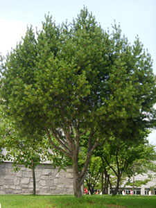 Pin Napol�on - Pinus bungeana