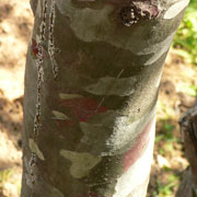 Pin Napol�on - Pinus bungeana