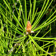 Pin Napol�on - Pinus bungeana