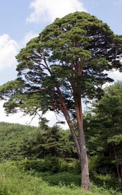 Japanese Red Pine - Pinus densiflora