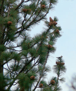 Jeffrey pine - Pinus jeffreyi