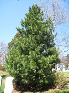 Pin de Cor�e - Pinus koraiensis