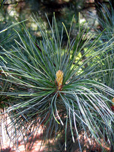 Pin de Cor�e - Pinus koraiensis
