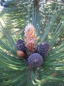 Bosnian pine - Pinus leucodermis
