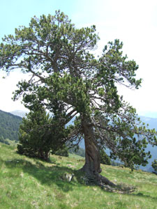 Pin � crochets - Pinus montana uncinata