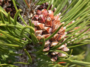 Pin � crochets - Pinus montana uncinata