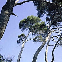 Pinheiro franc�s - Pinus halepensis