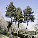 Pinheiro franc�s - Pinus halepensis