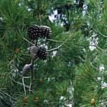 Pinheiro franc�s - Pinus halepensis