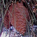 Pino de Monterrey - pino insigne - pino de California - Pinus radiata - pinus insignis