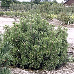 Dwarf Mugo Pine Pumilio - Pinus mugo Mughus