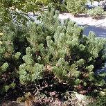 Dwarf Mugo Pine Pumilio - Pinus mugo Mughus
