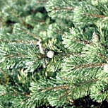 Dwarf Mugo Pine Pumilio - Pinus mugo Mughus