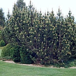 Pino enano pumilio - Pinus mugo pumilio