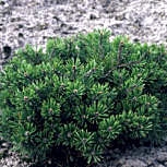 Pino enano pumilio - Pinus mugo pumilio