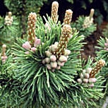 Pino enano pumilio - Pinus mugo pumilio