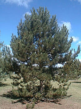 Pinheiro negro da �ustria - Pinus nigra austriaca - pinus nigra nigra