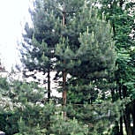 Pinheiro negro da �ustria - Pinus nigra austriaca - pinus nigra nigra