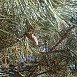 Pinheiro negro da �ustria - Pinus nigra austriaca - pinus nigra nigra