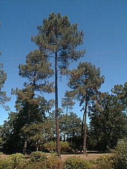Pin maritime - pin des Landes - Pinus pinaster