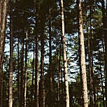Pin maritime - pin des Landes - Pinus pinaster
