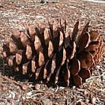 Pin maritime - pin des Landes - Pinus pinaster