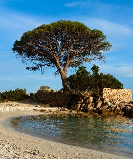 Pinheiro manso - Pinus pinea