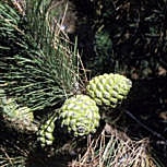 Pinheiro manso - Pinus pinea