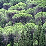 Pinheiro manso - Pinus pinea
