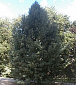 Pin Weymouth - Pinus strobus