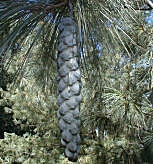 C�ne du Pin Weymouth - Pinus strobus
