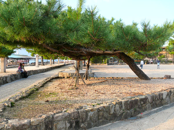 Remarquable exemplaire de pin thunbergii - Pinus thunbergii