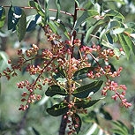 Aroeira ou lentisco Aroeira ou lentisco