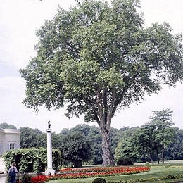 Beau spécimen de platane planté en isolé dans un parc