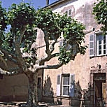Platane taill� pour l'ombrage d'une terrasse