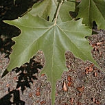 Feuille du platane
