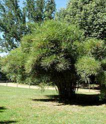 Pleioblastus linearis - bambou moyen colonnaire