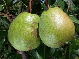 Pear tree 'Duchesse d�Angoul�me'