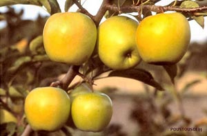 Apple tree 'Golden delicious'